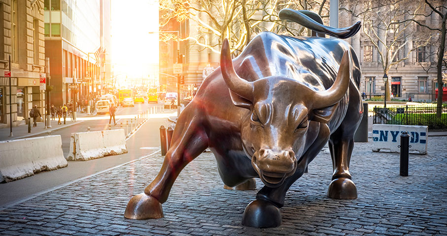 bull
