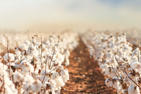 Small Cotton field 