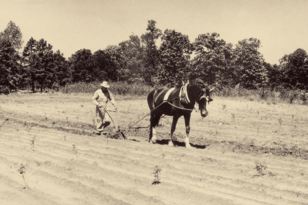 Farmer in field