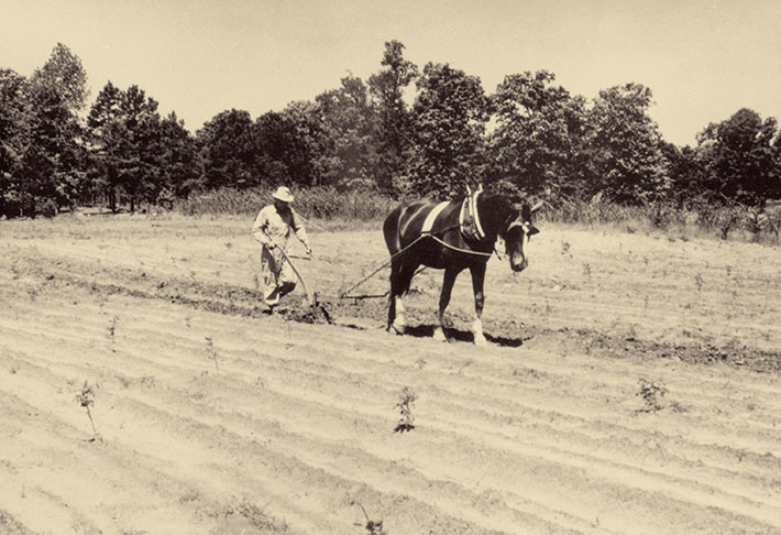 Farmer in field