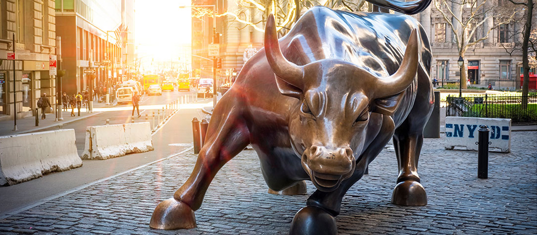bull